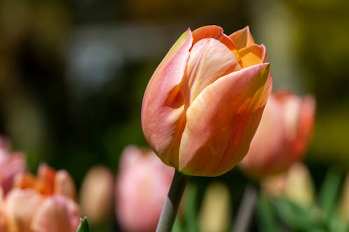 Free Close-Up Shot of Orange Tulips in Bloom Stock Photo