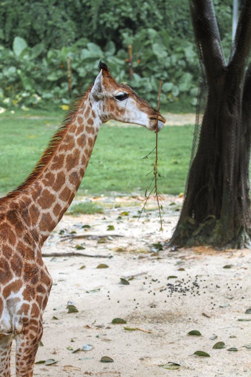Free Giraffe Biting a Branch Stock Photo