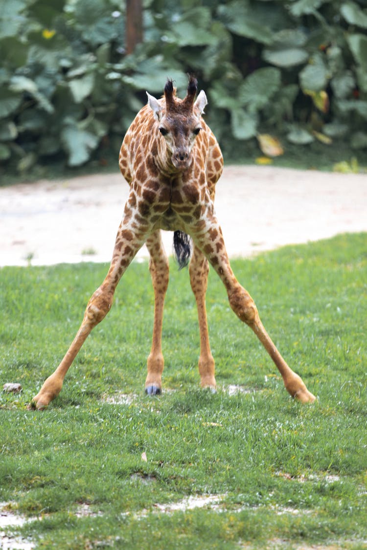 Giraffe With Its Legs Spread Open