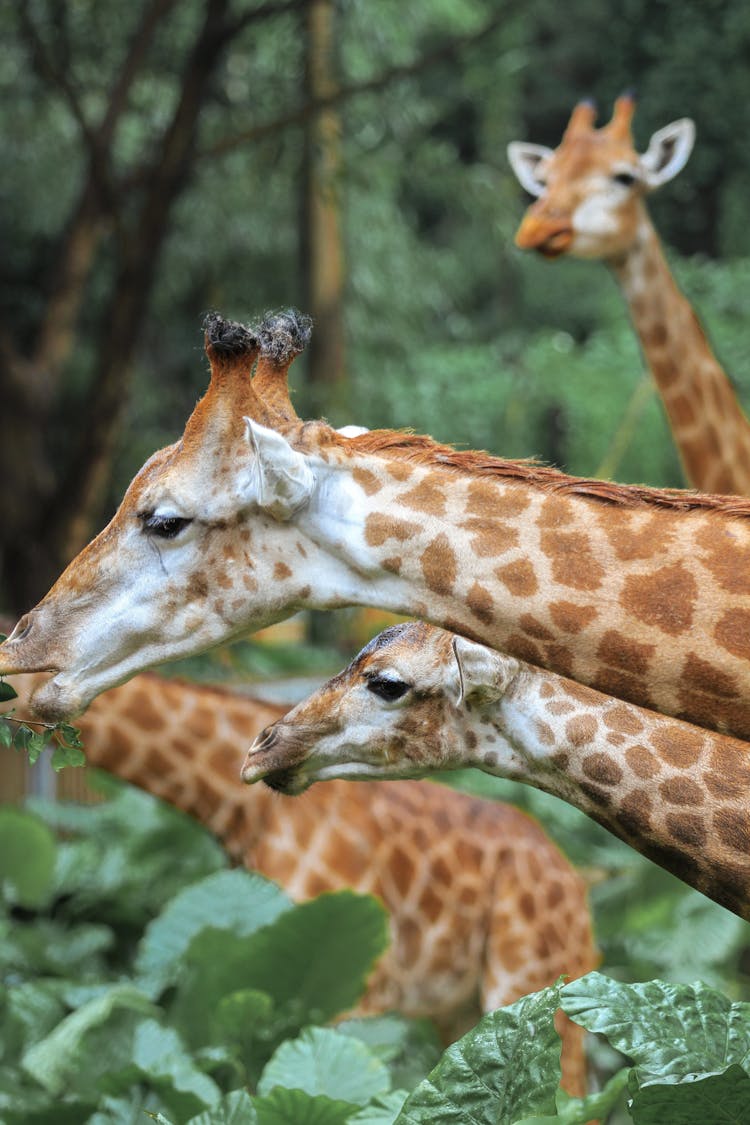 Giraffes Eating Leaves