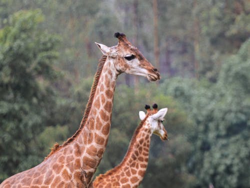 Gratis stockfoto met beesten, dierenfotografie, giraffen Stockfoto