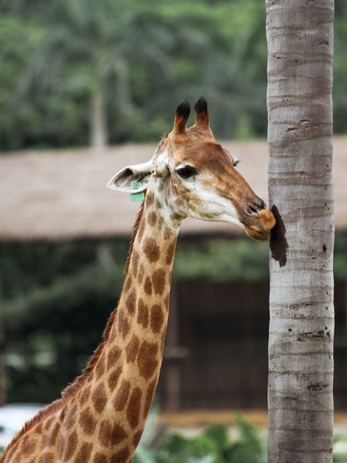 Free A young giraffe licks a palm tree, showcasing its unique patterns and behaviors. Stock Photo