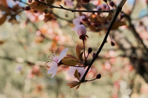 Close-Up Shot of a Pink Cherry Blossom in Bloom