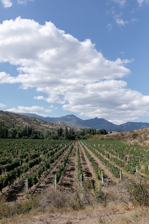 Бесплатное стоковое фото с вертикальный выстрел, вид на горы, виноградник