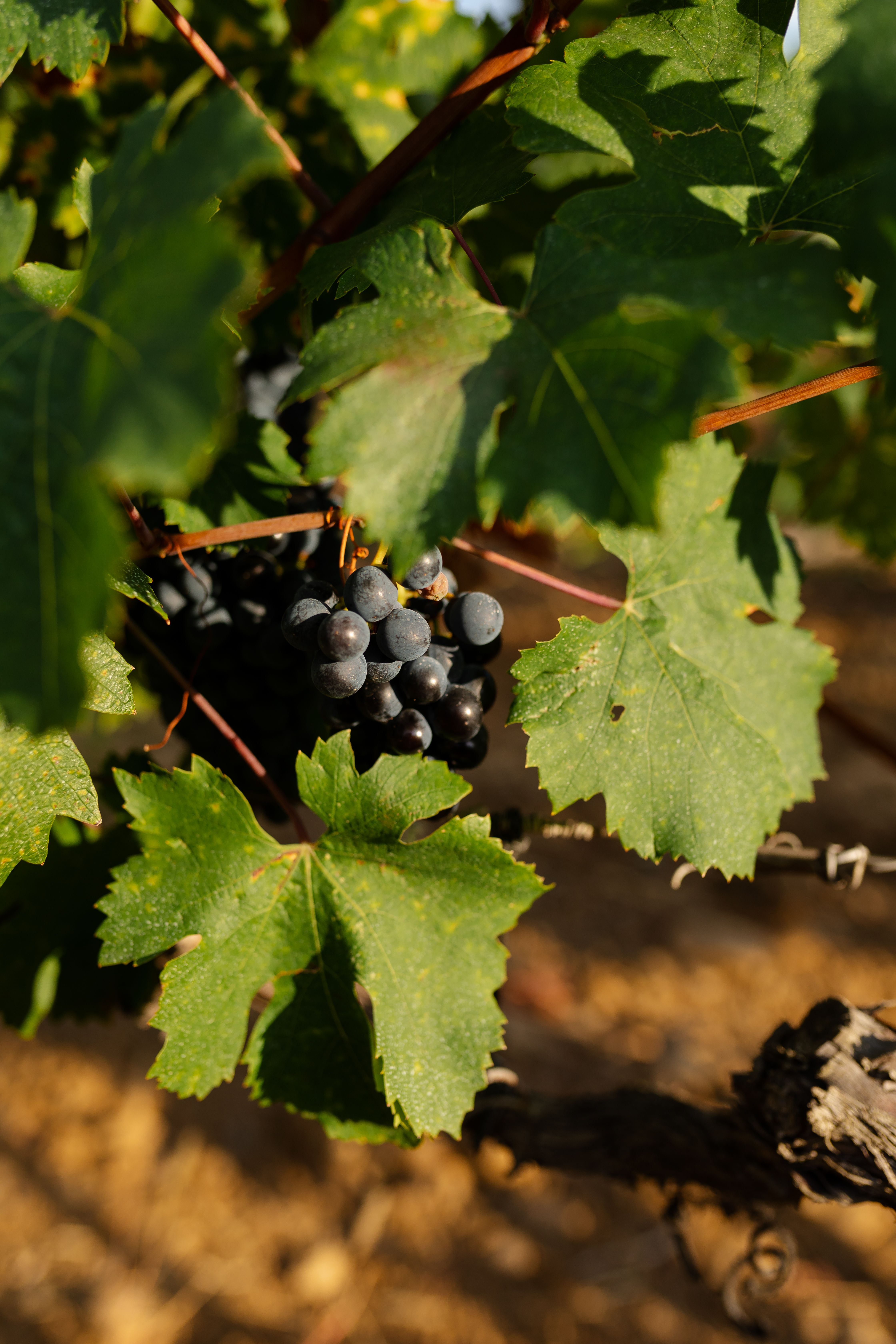 Photograph of ripe grapes hanging from a vine, surrounded by lush green leaves.