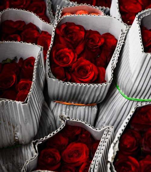 尼康, 玫瑰, 花 的 免费素材图片