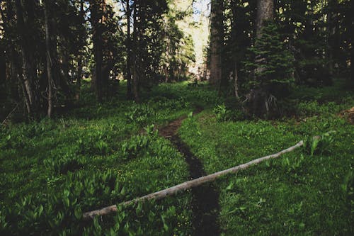 Photo of Pathway on Forest