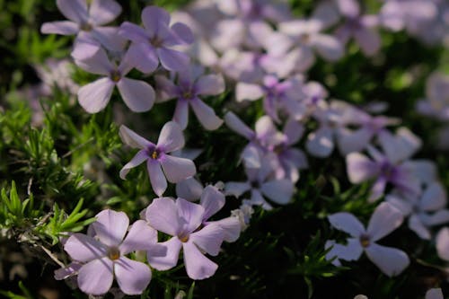 Photo of Purple Petaled Flowers