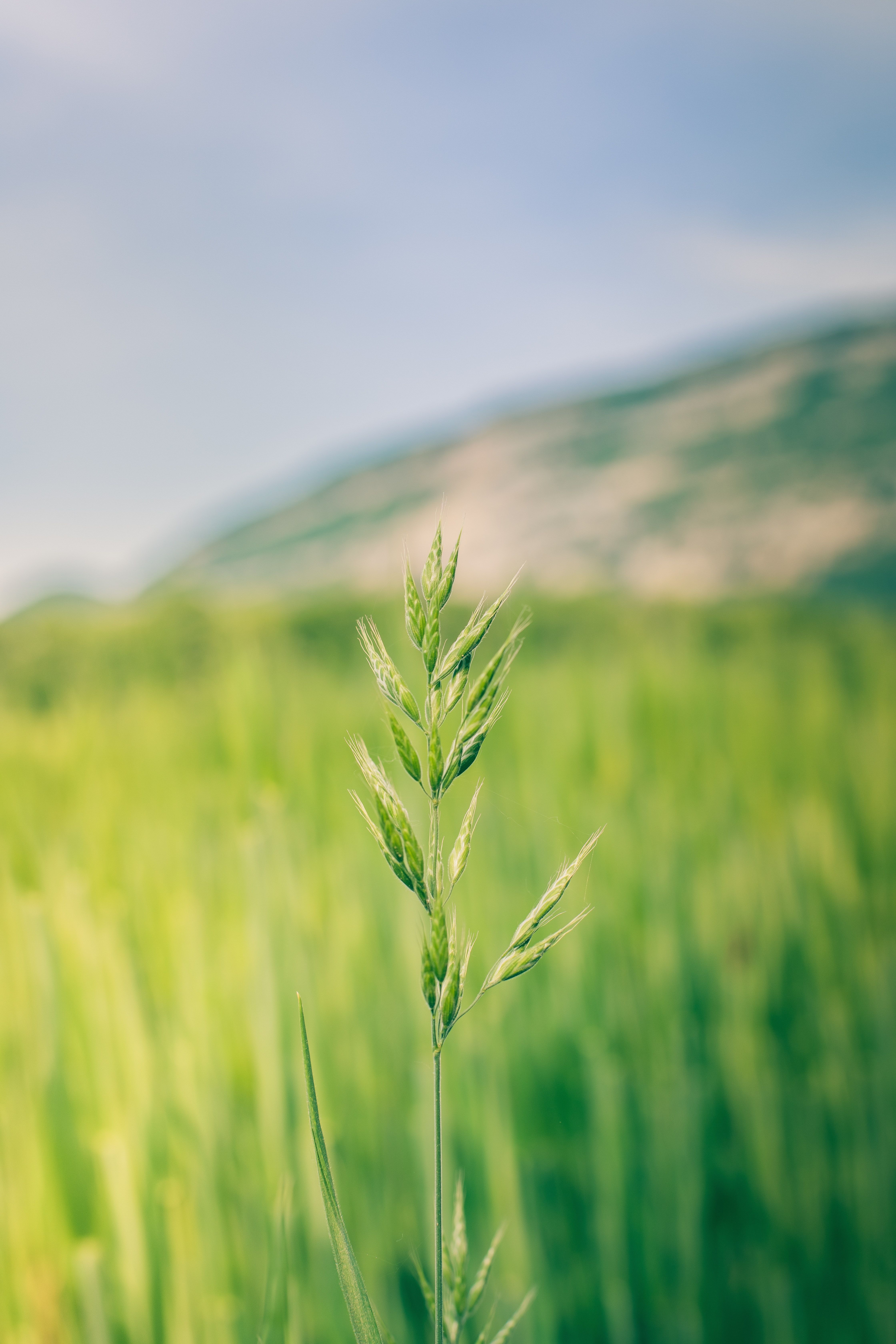 A detailed look at a lush green wheat field in Geneva, Switzerland with blurred background.