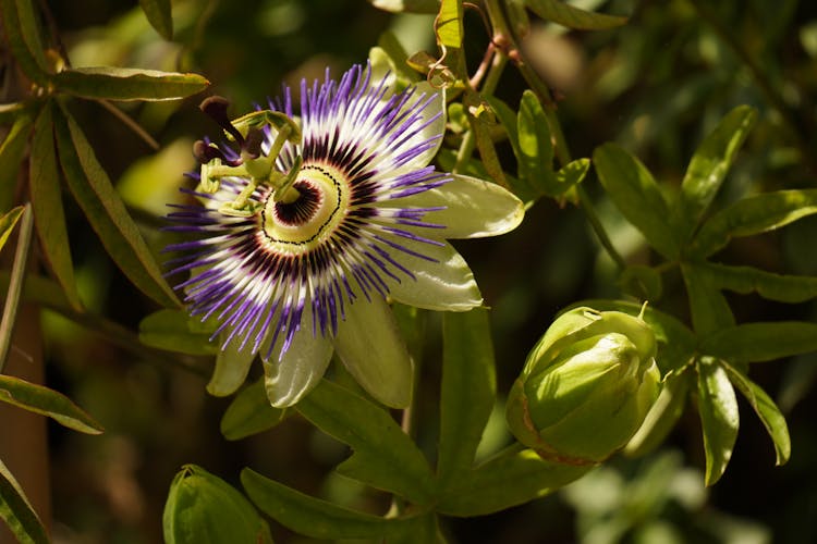 Close-up Photo Of A Bluecrown Passionflower