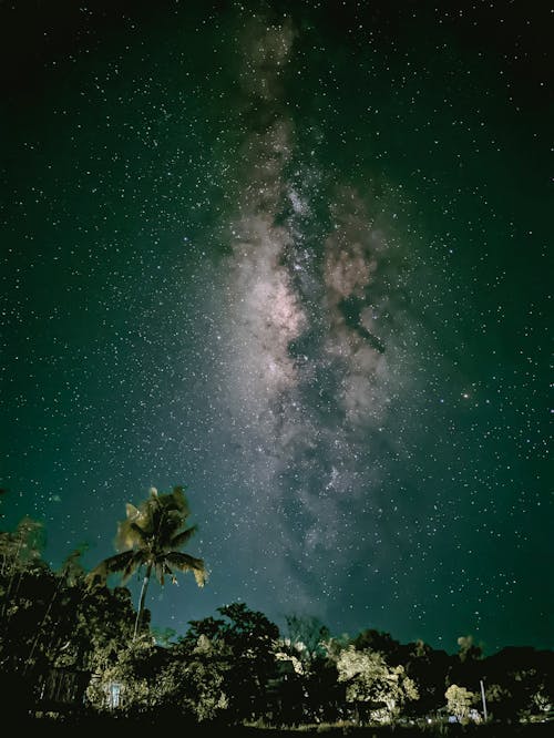Trees under a Starry Sky