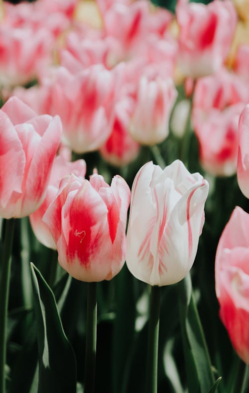 Close-up Photo of Tulips Blooming