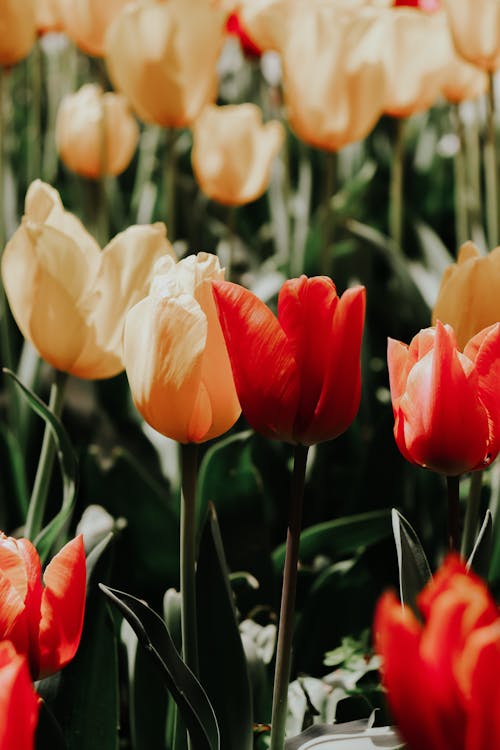 Free Tulips in Bloom Stock Photo