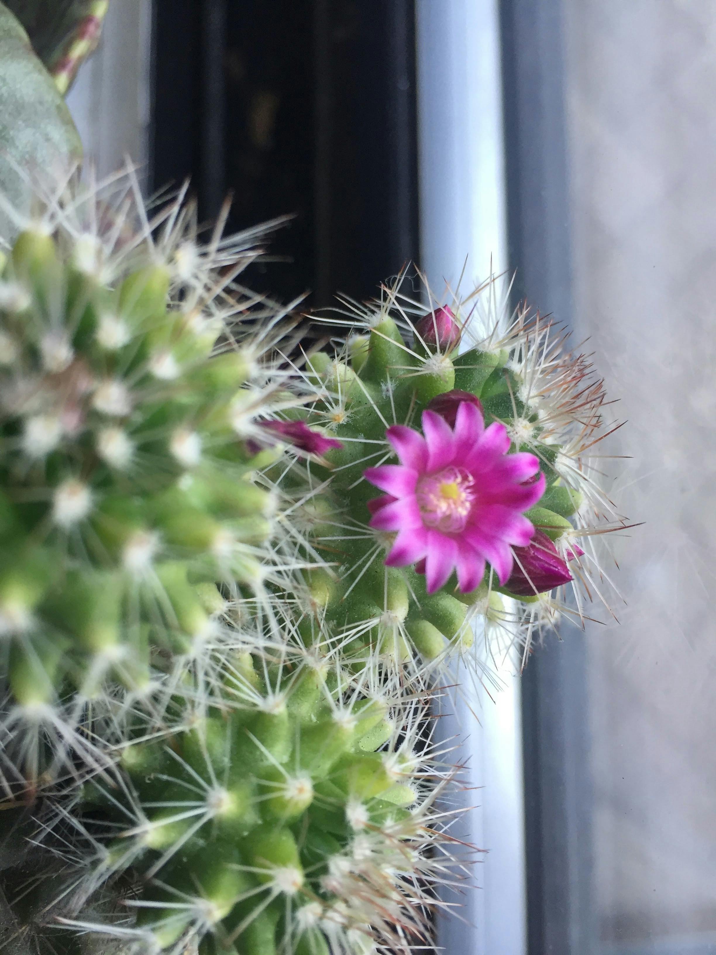 Free stock photo of cacati, cactus, cactus flower