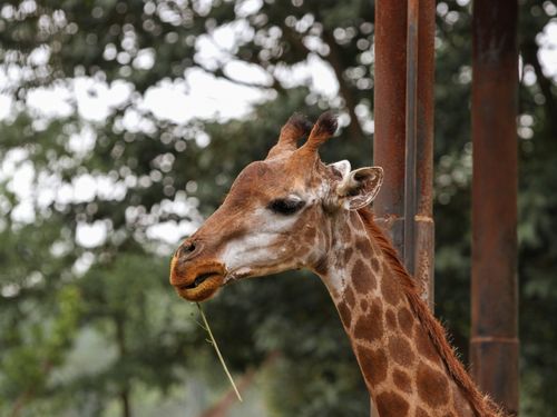 Free A close-up photo of a giraffe eating leaves, highlighting its patterned skin and natural surroundings. Stock Photo