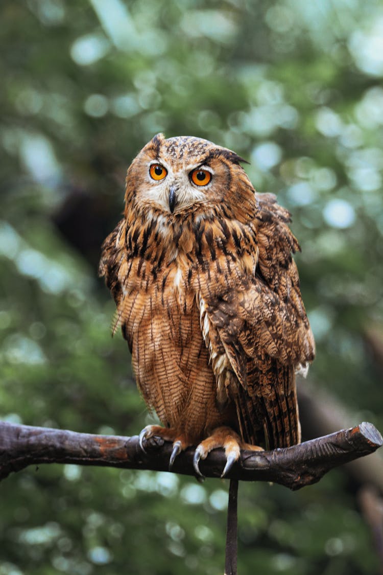 Owl On Branch