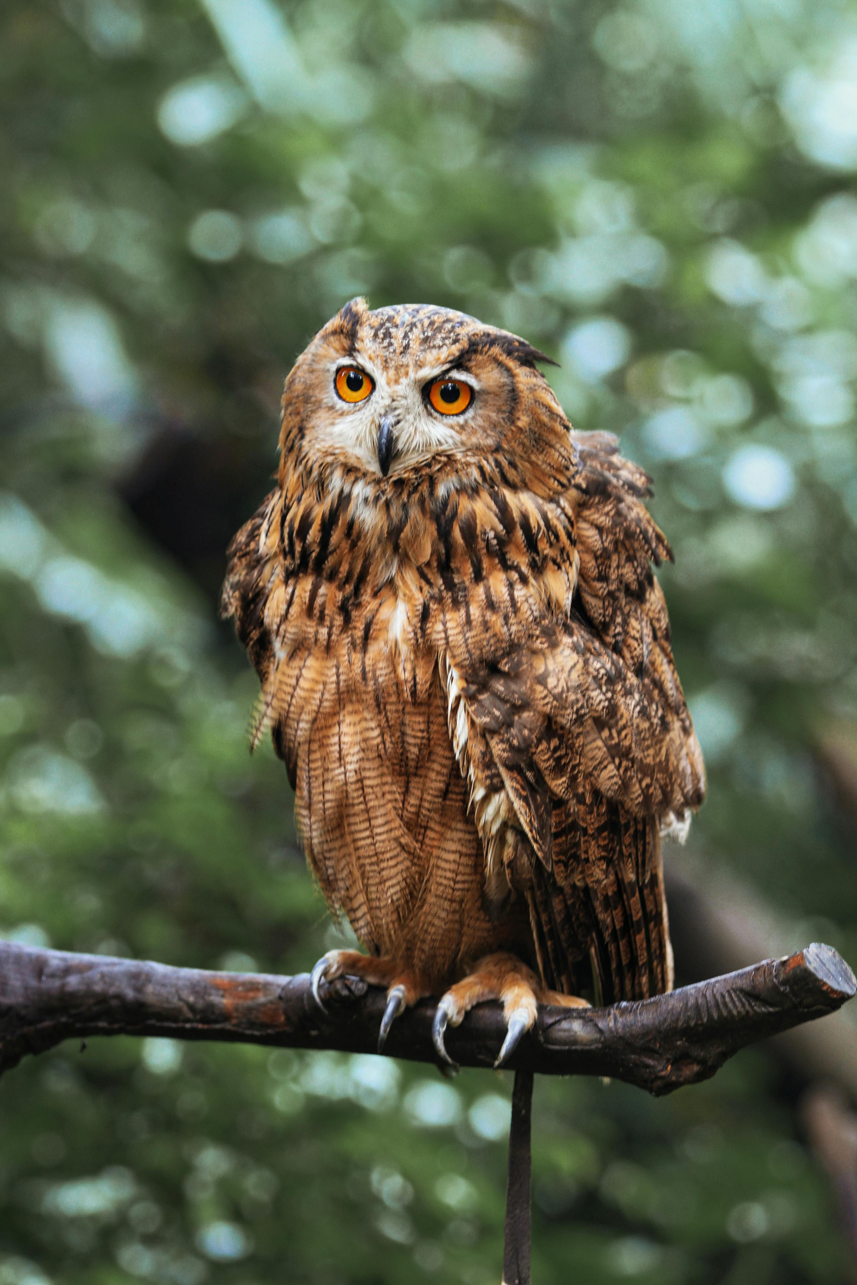 Brown and Black Owl · Free Stock Photo