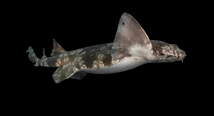 Swellshark On A Black Background