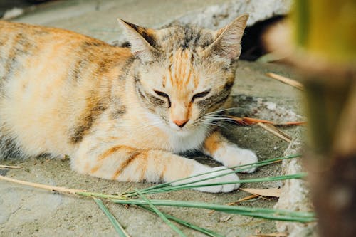 Free Close-Up Shot of a Tabby Cat Lying on the Floor Stock Photo