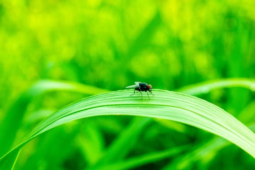 Close-Up Shot of a Fly Perched on a Leaf