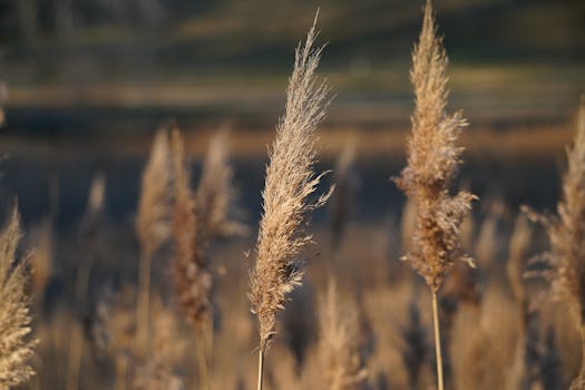 Detailed close-up of wheat stalks in a field, capturing natural beauty in Smithfield, Virginia.