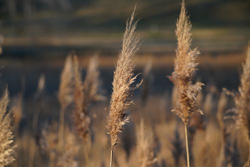 Free Detailed close-up of wheat stalks in a field, capturing natural beauty in Smithfield, Virginia. Stock Photo