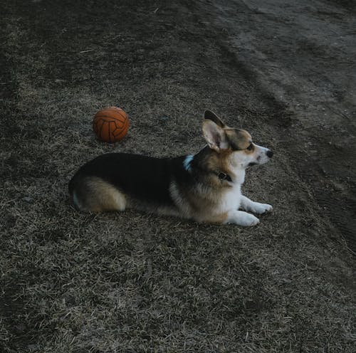 Pembroke Welsh Corgi Dog Lying Next to an Orange Ball 