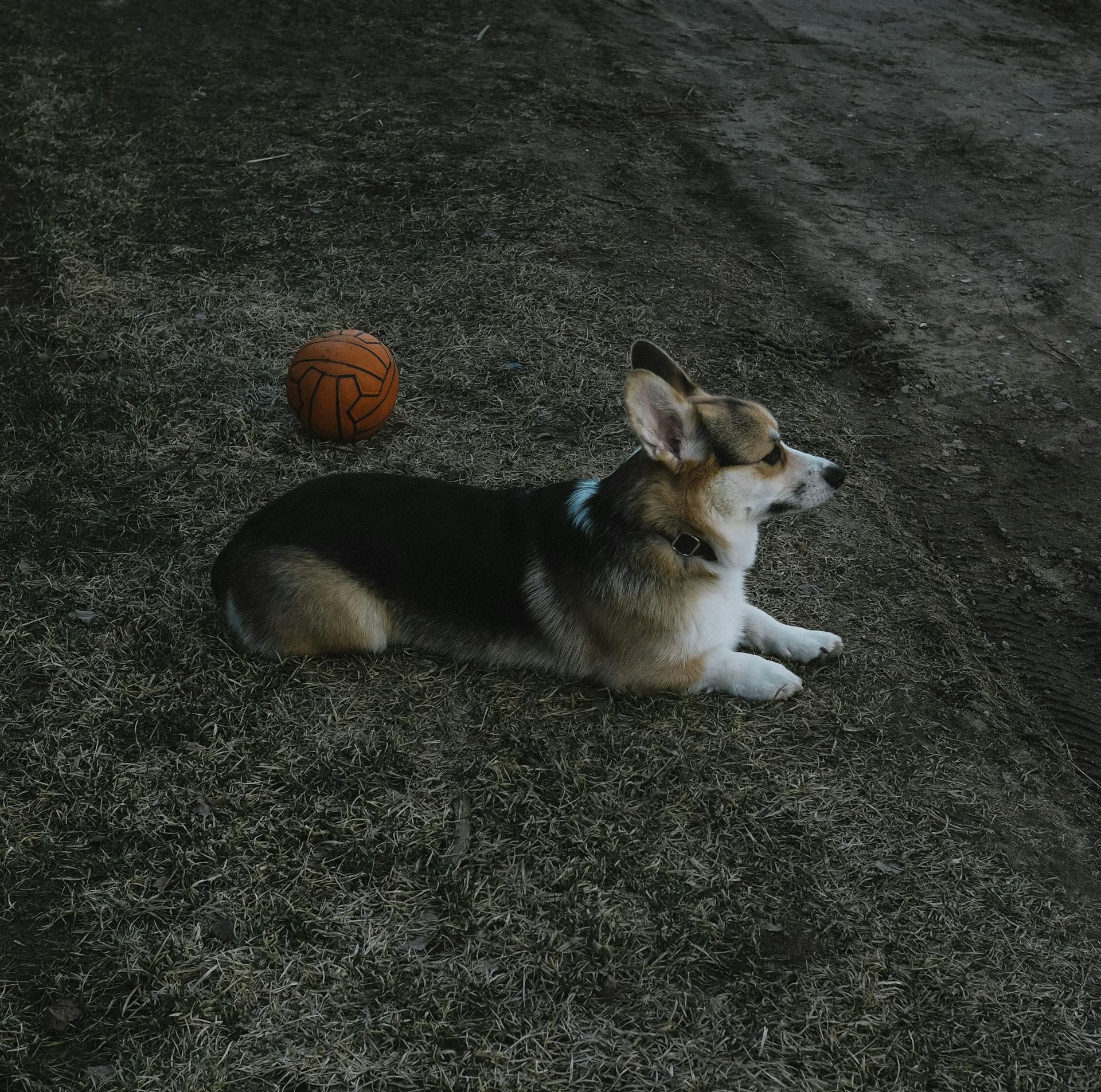 Un Corgi gallois de Pembroke couché à côté d'une boule orange