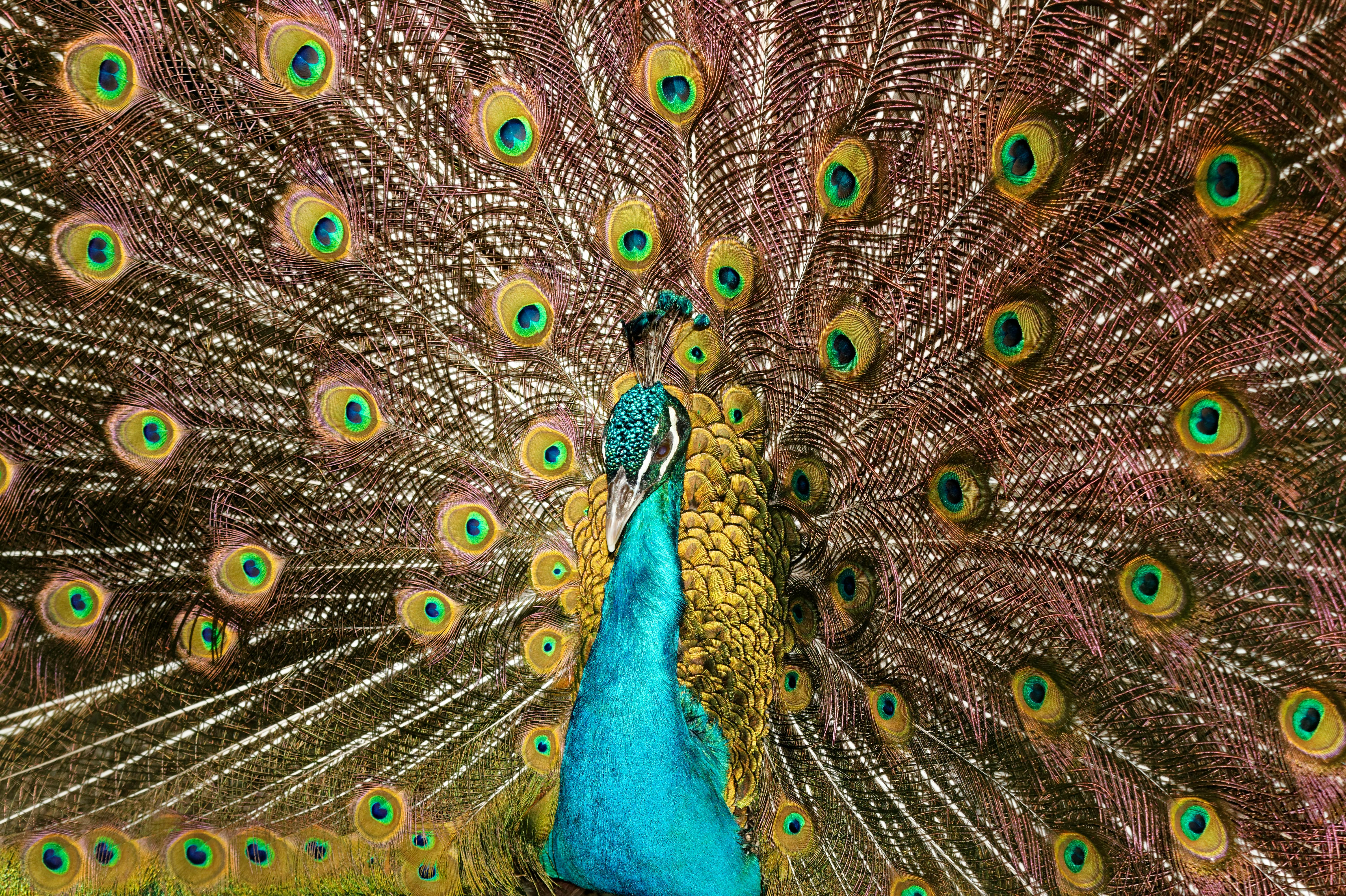 Close-up Photo of Peacock