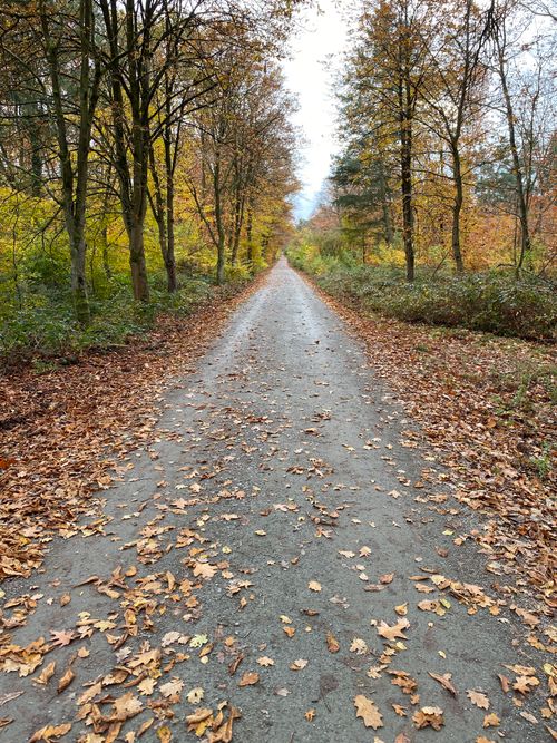 Free A picturesque autumn path with fallen leaves and vibrant trees creating a serene forest setting. Stock Photo