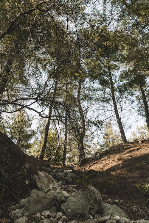 Fotos de stock gratuitas de arboles, bosque, medio ambiente