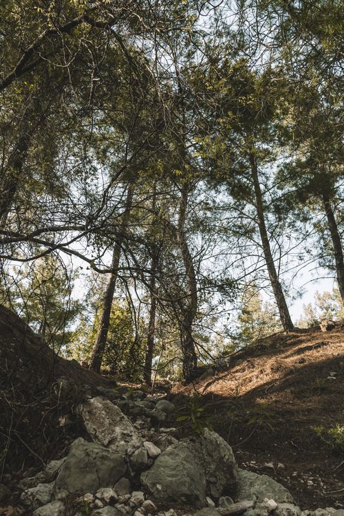 Free Tranquil forest scene with tall trees and a rocky path, captured in natural light. Stock Photo