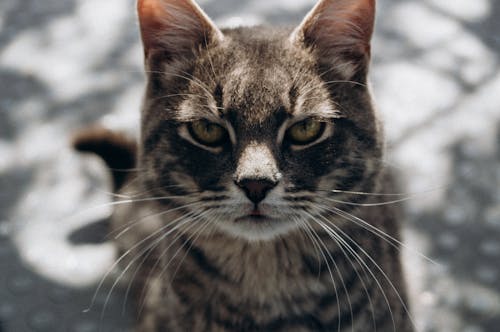 Free Close-Up Shot of a Brown Tabby Cat Stock Photo