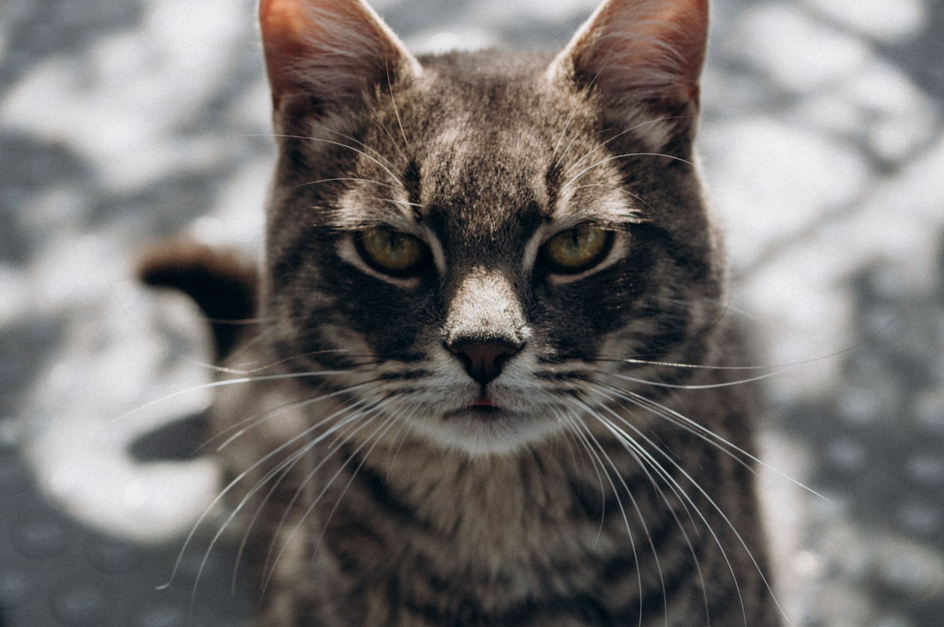 Portrait of a cat at a veterinary clinic