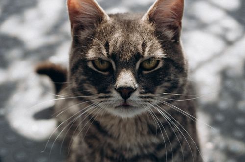 Free Adorable tabby cat with striking whiskers in natural outdoor light. Stock Photo