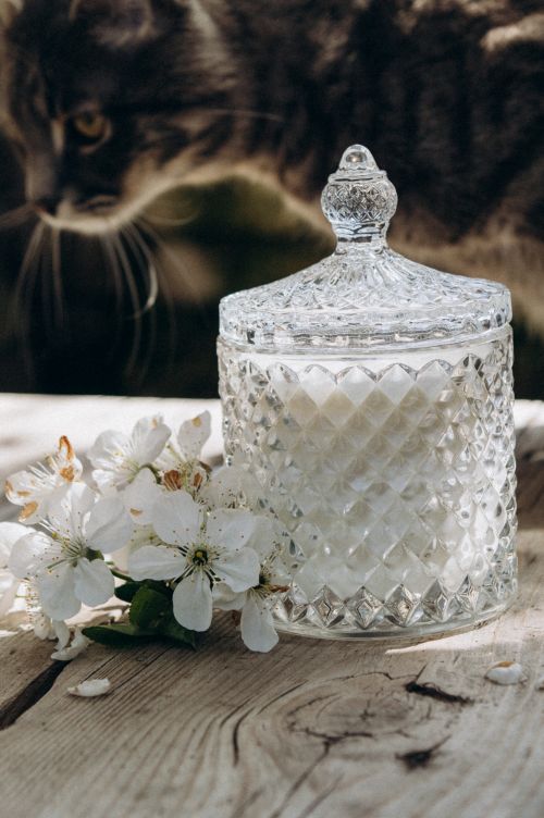 Free Elegant glass jar and white blossoms on wood with cat in background Stock Photo