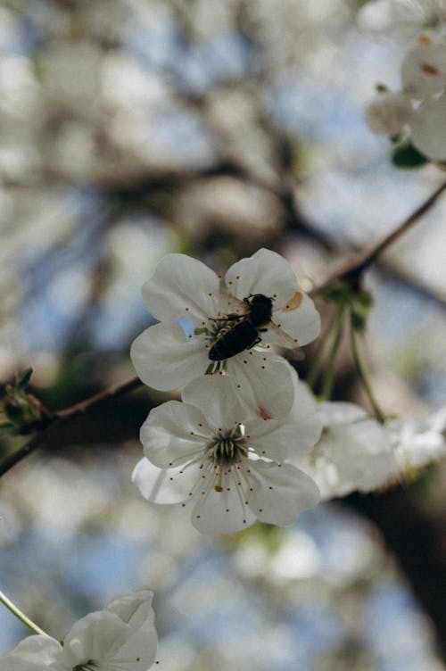 Bee on White Cherry Blossom Flower
