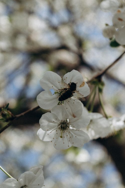 Free A close-up of a bee perched on blooming cherry blossoms, symbolizing spring. Stock Photo