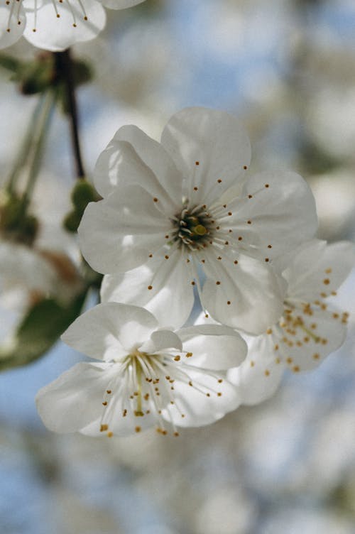 Close-Up Shot of White Cherry Blossoms in Bloom