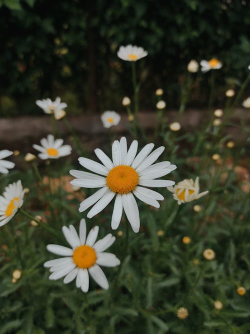 Close-up Photo of Daisies in Full Bloom