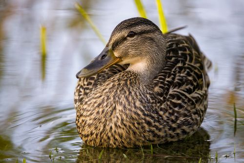 Free A close-up shot of a mallard duck with stunning plumage, floating peacefully in a pond. Stock Photo