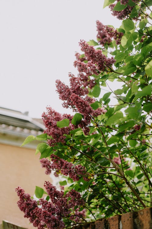 Fotos de stock gratuitas de árbol, flor lila, floreciente