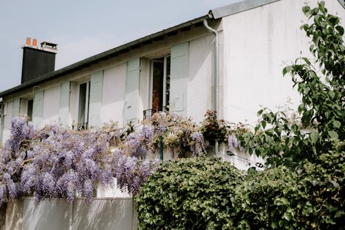 Δωρεάν στοκ φωτογραφιών με λιλά, μοβ άνθη, οικία