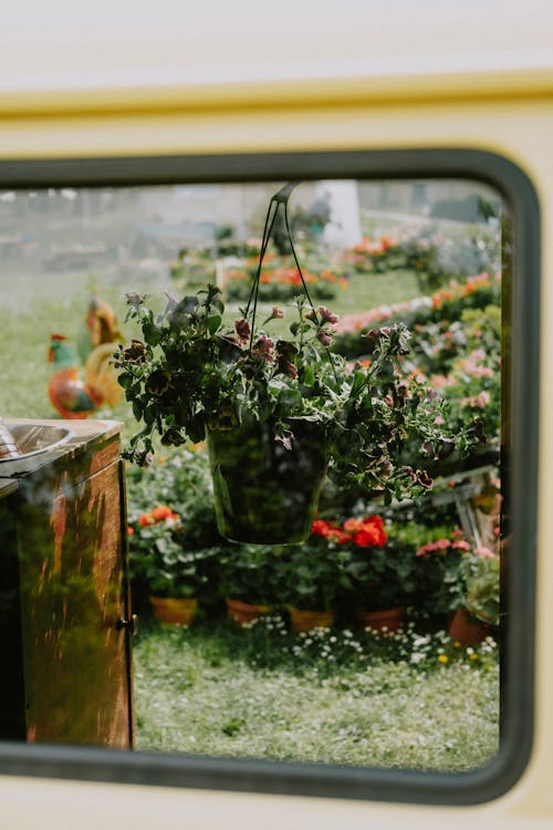 Reflection of a Hanging Potted Plant on Mirror