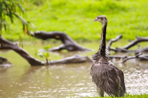 Immagine gratuita di fotografia di animali, fotografia di uccelli, lago