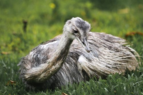 Free A detailed close-up of a Greater Rhea resting on vibrant green grass, showcasing its unique features. Stock Photo