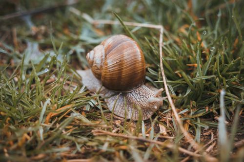 Free A snail with a detailed shell crawling on dewy grass during the day. Stock Photo