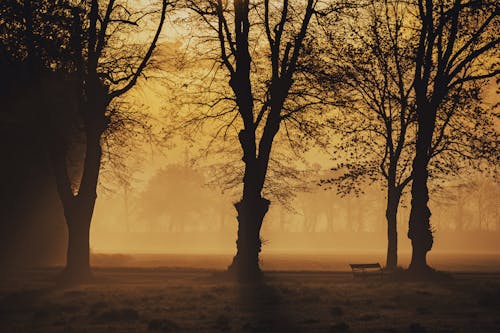 Бесплатное стоковое фото с восход, деревья, закат