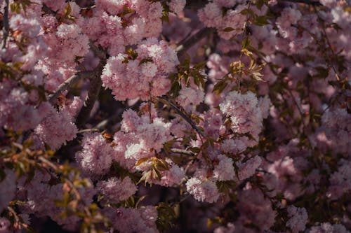 Close-up of Pink Cherry Blossoms 