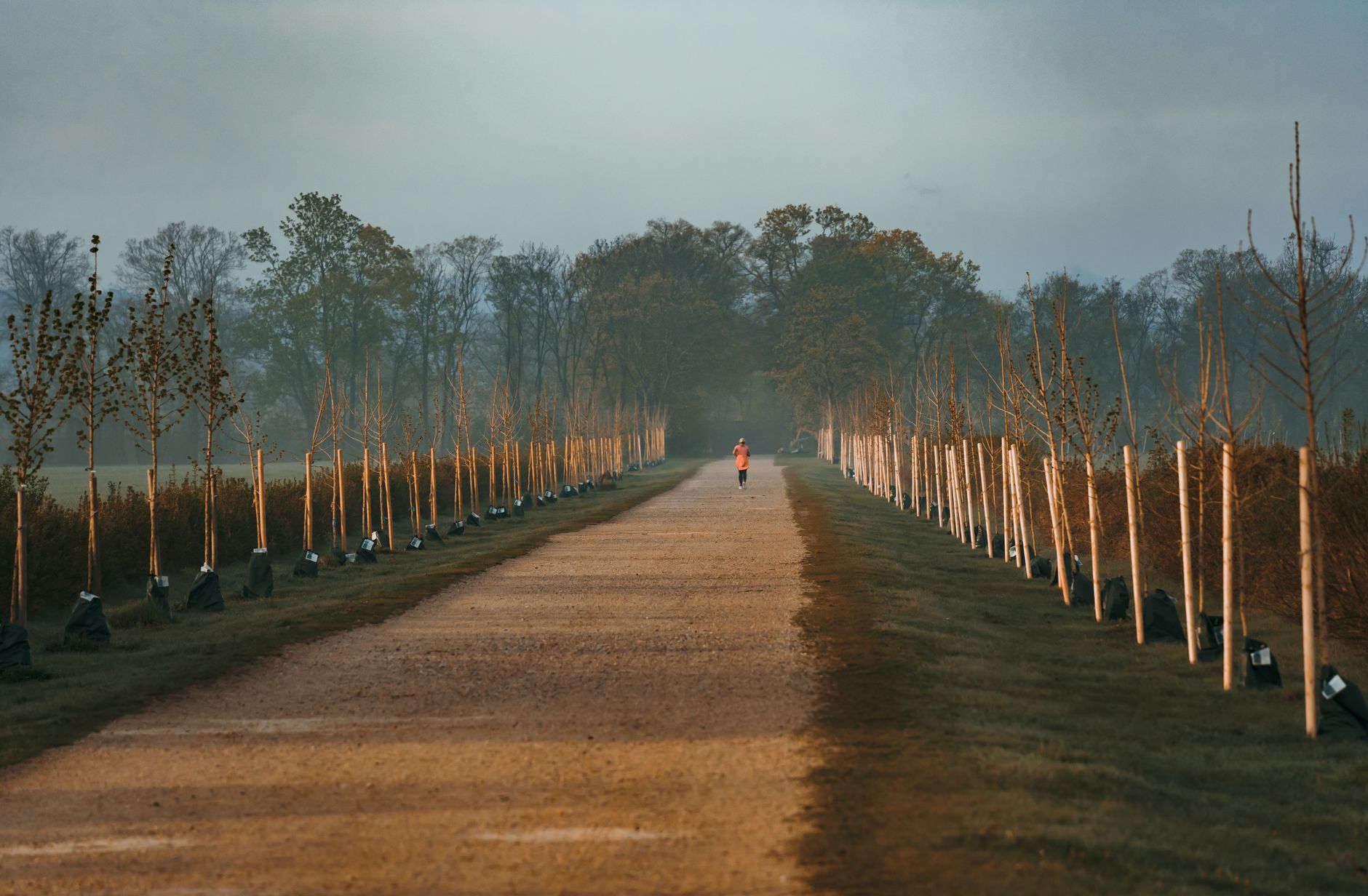 Runners on a red-earth forest trail under tall trees in Nairobi at sunrise